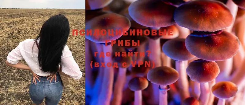 Псилоцибиновые грибы Psilocybe  Билибино 